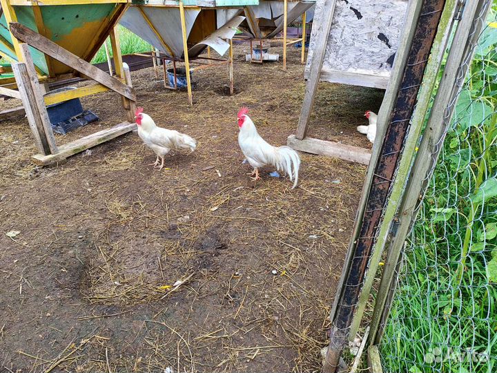 Русские белые куры несушки