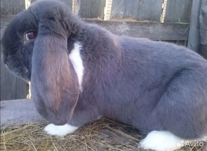 Декоративные кролики