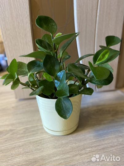 Комнатные растения,пеперомии разные