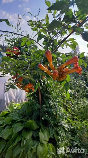 Лиана Кампсис