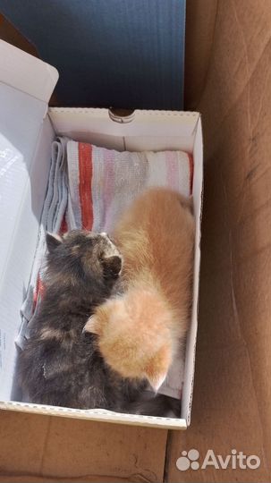 Котята в добрые руки