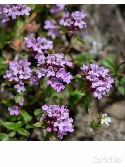 Чабрец, тимьян