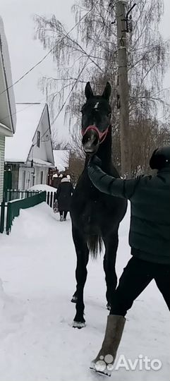 Продаётся жеребчик