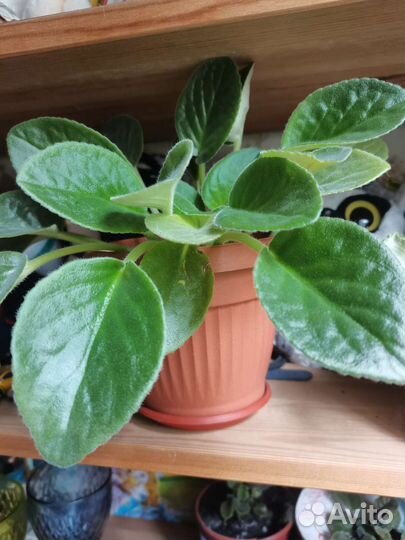 Сортовые фиалки