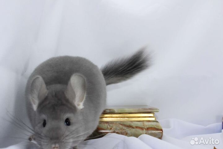 Шиншилла фиолетовая ангора и другие фиолеты