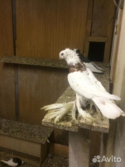 Голуби узбекские бакинцы турецкая такла