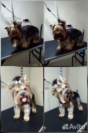 Стрижка животных