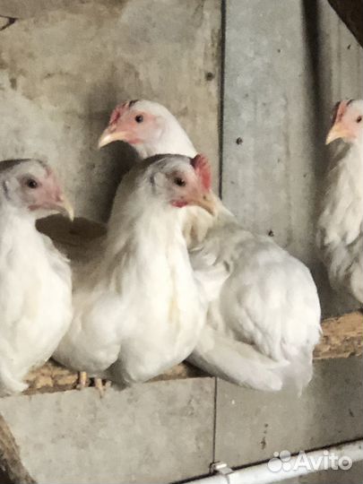 Куры и петушки молодые