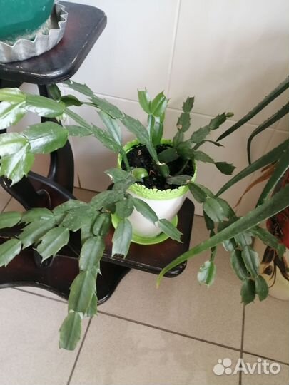 Комнатные цветы