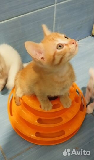Домашние животные котята