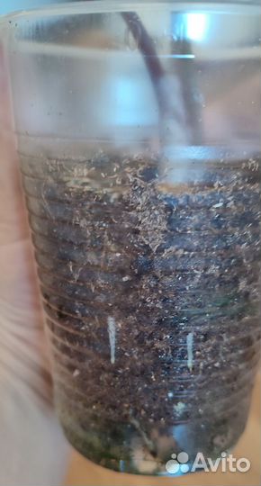 Алоказия Полли