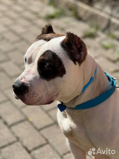 Американский булли стандарт кобель для вязки