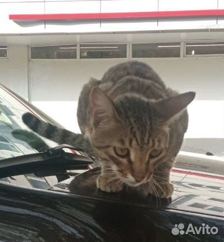 Котик в добрые руки