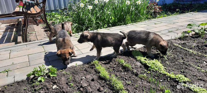 В добрые руки щенки