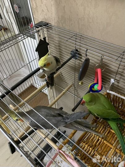 Ожереловый (индийский кольчатый)