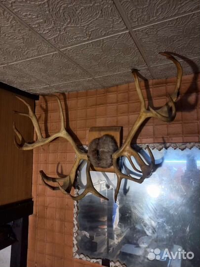 Рога оленя