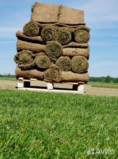 Рулонный газон