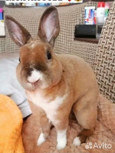 Продам кролика породы карликовый рекс