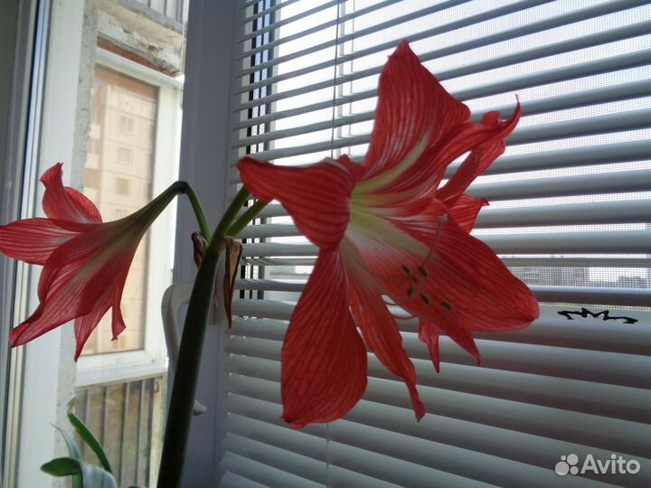 Гиппеаструм(амариллис)