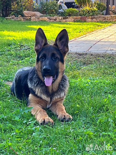 Красавец мальчишка