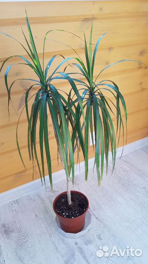 Комнатные растения цветы