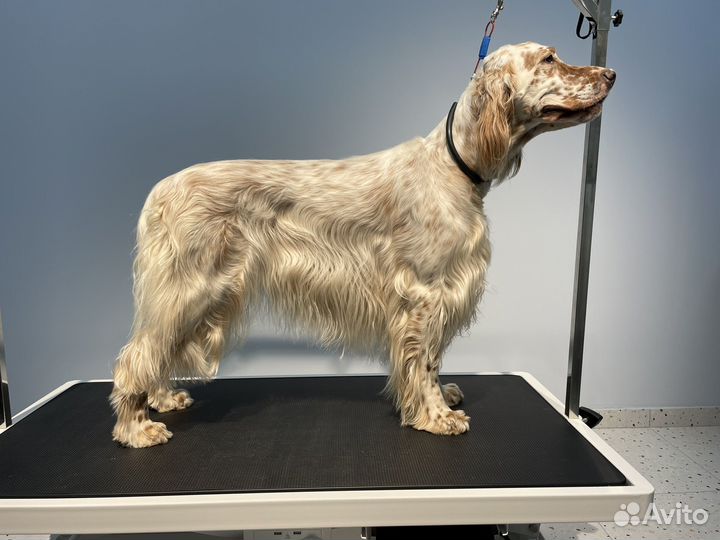 Аренда груминг зоны