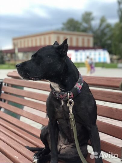 Отдам два Амстаффа