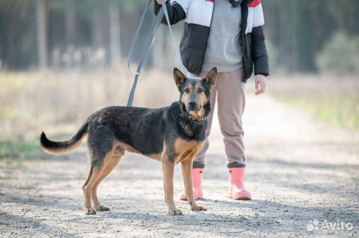 Метис овчарки в добрые руки