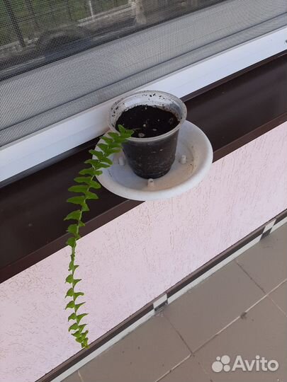 Папоротник простой