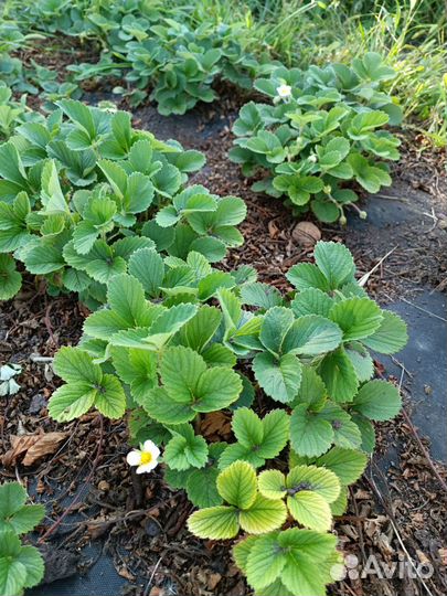 Кусты клубники