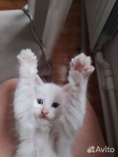 Котята в добрые руки белый котёнок