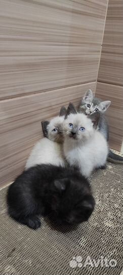 Котята 2 месяца