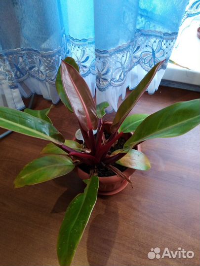 Филодендроны