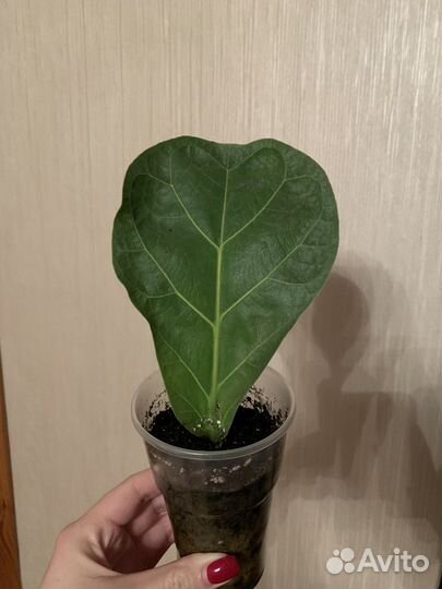 Фикус лирата комнатные цветы