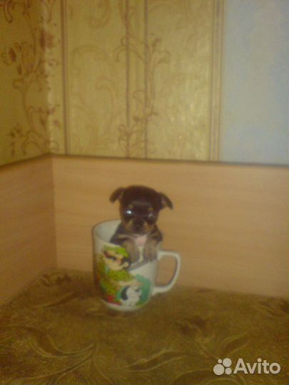 Карманные собачки