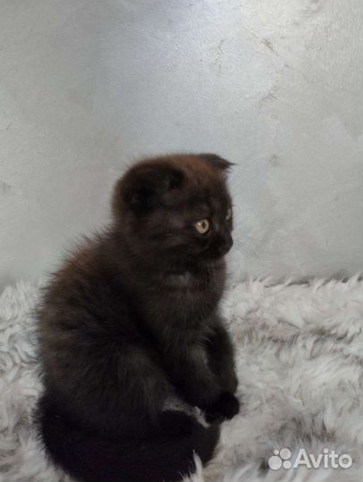 Отдам котенка девочка вислоухая, возраст 2месяца