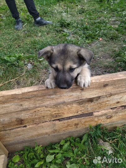 Маленькая собака