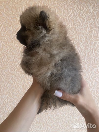 Щенки шпиц