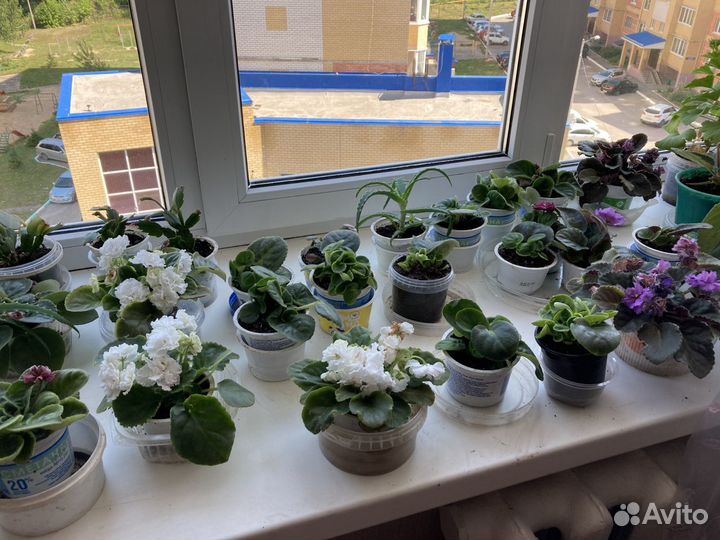 Фиалка, сенполии