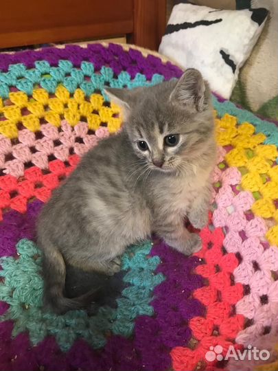 Котенок девочка 2 месяца