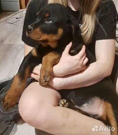 Щенки ротвейлера