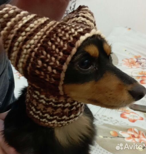 Шапочка для маленькой собачки