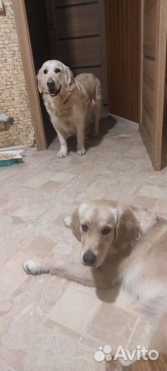 Домашний детский сад для животных