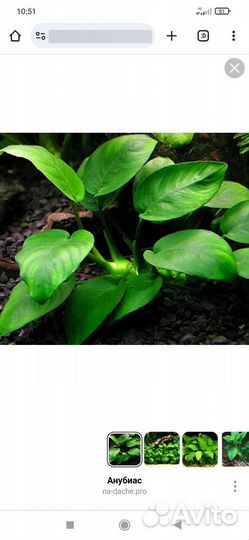 Аквариумное растение