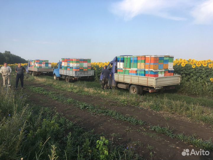 Ульи для пчел