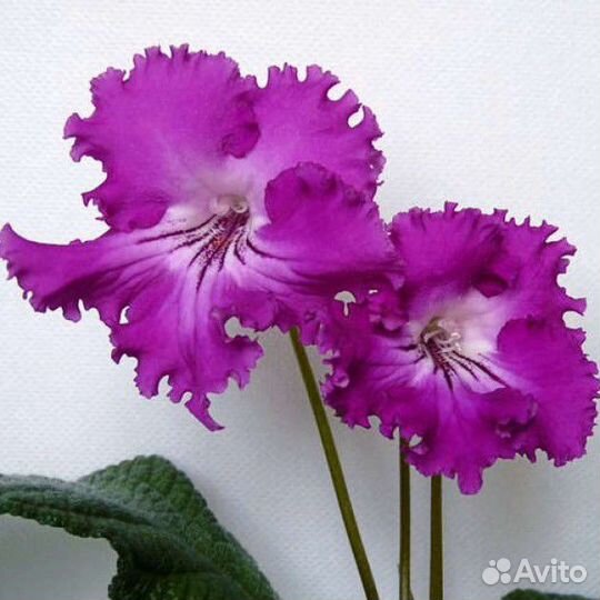 Стрептокарпус кт Ума Турман