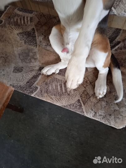 Собака,ноябре будет годик