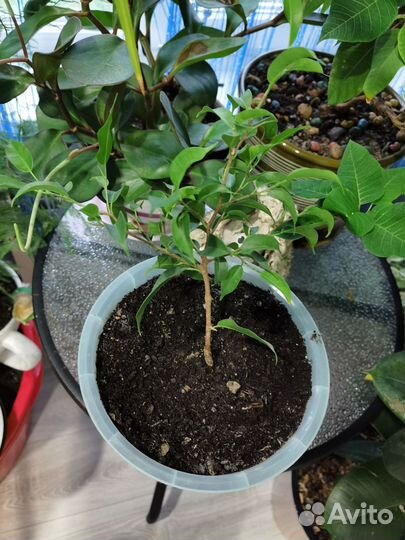 Фикус бенджамина и гибискус