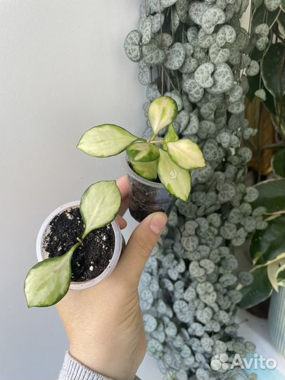 Хойя обновленное наличие