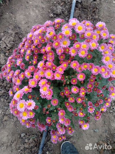 Хризантема